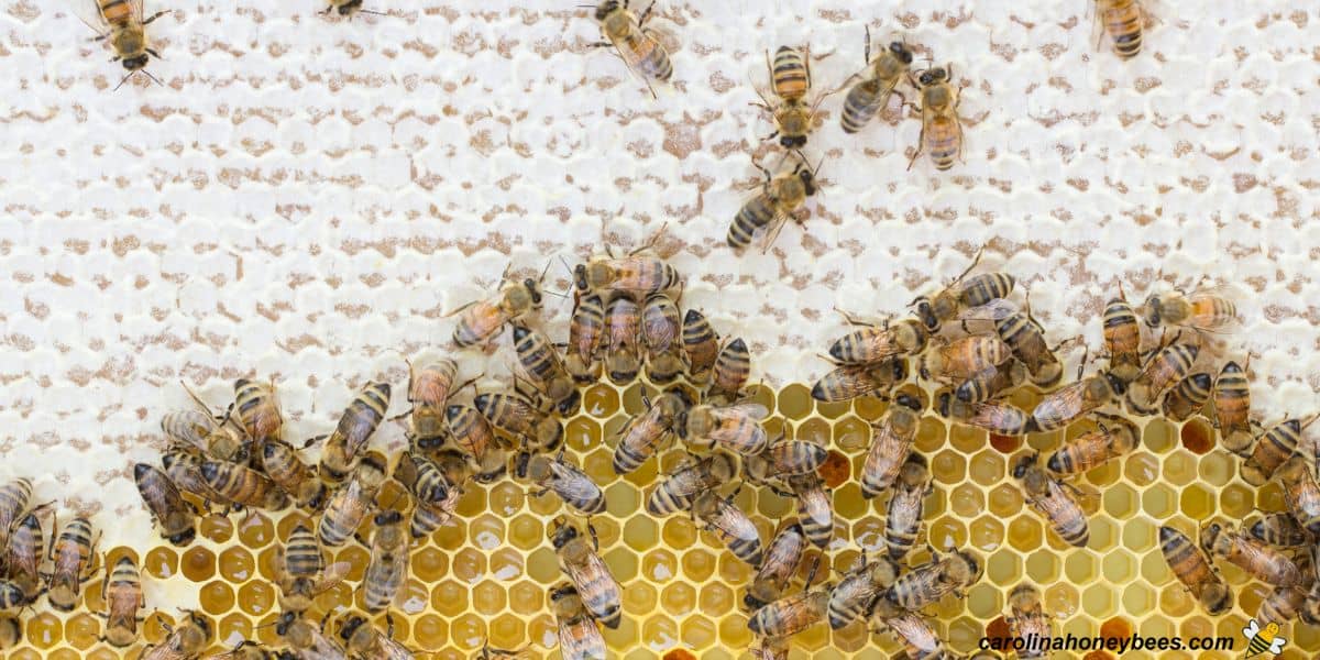 Frame of honey being capped by Italian honey bees.