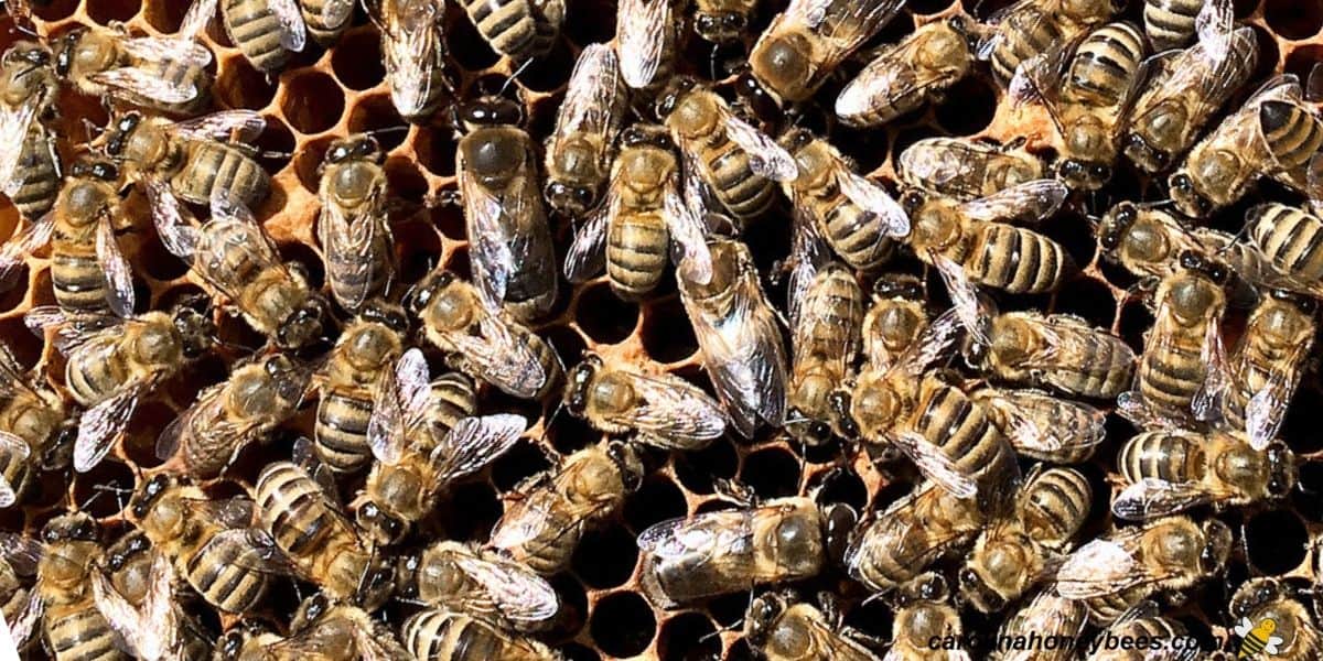 What is a Group of Bees Called  