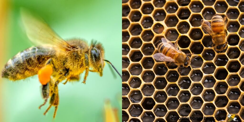 What Is a Group of Bees Called? Colonies, Swarms, and Clusters ...