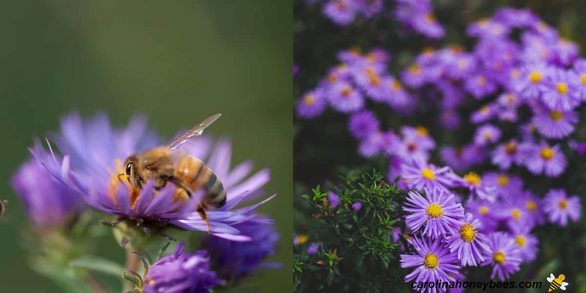 New England aster blooming in Fall with honey bee forager.