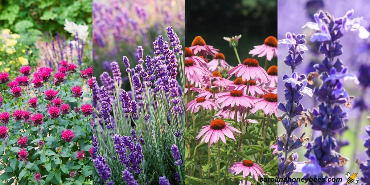 Blooming plants, bee balm, lavender, purple coneflower and saliva.