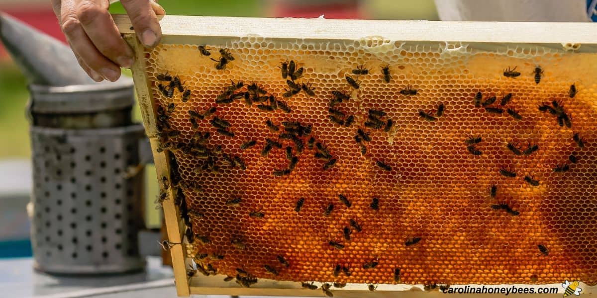 Brood frame from a beginner beehive with a smoker on the side.