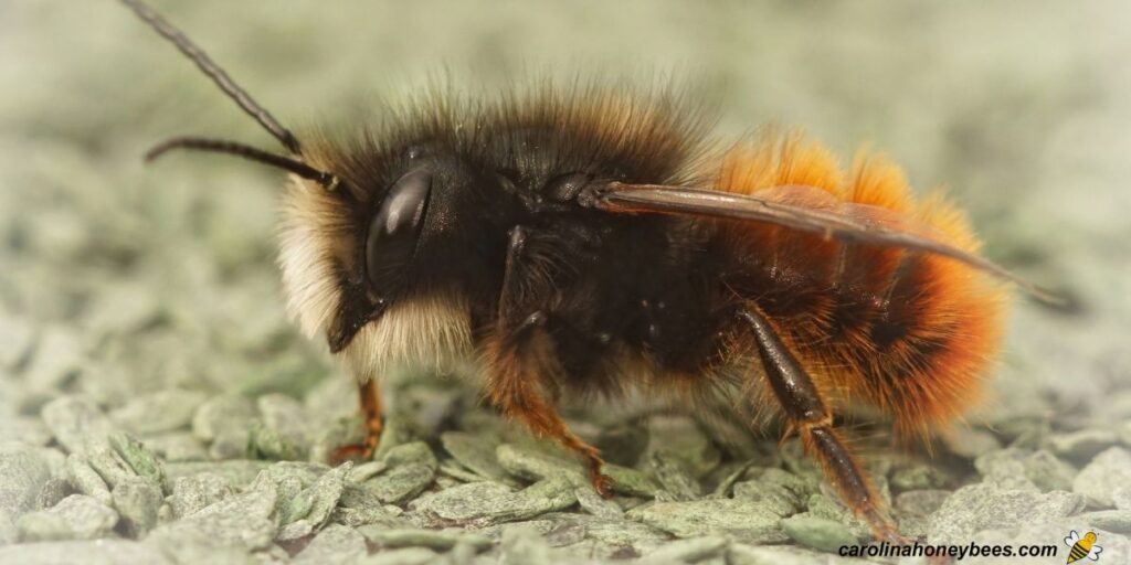 Honey Bee vs Mason Bee A Pollination Showdown Carolina Honeybees