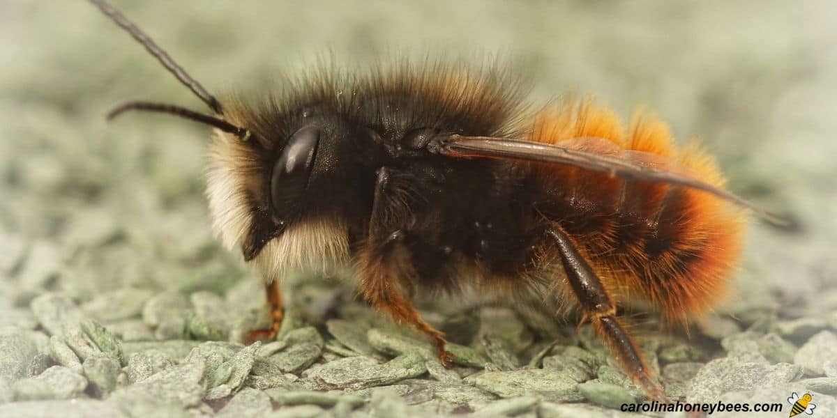 Close up of mason bee female.