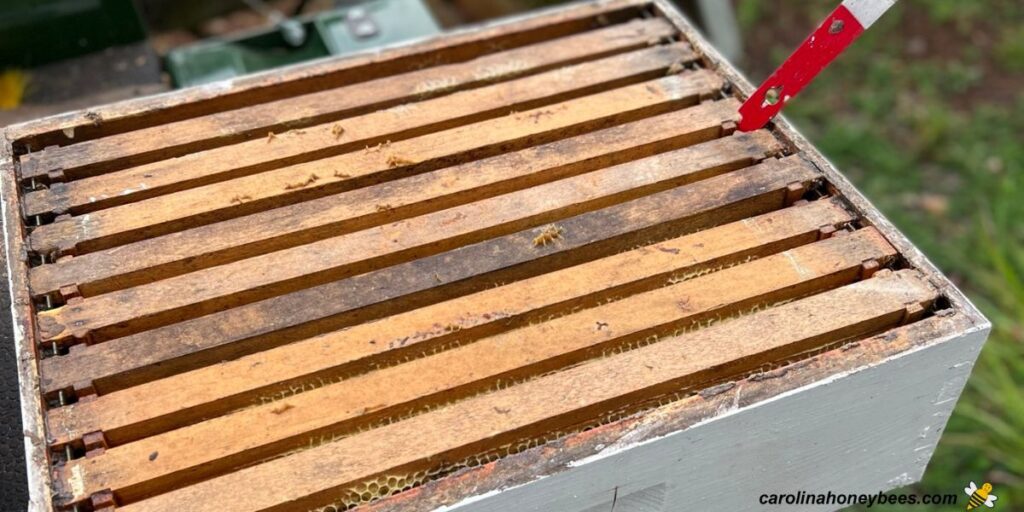 How to Remove Bees from Honey Supers Carolina Honeybees