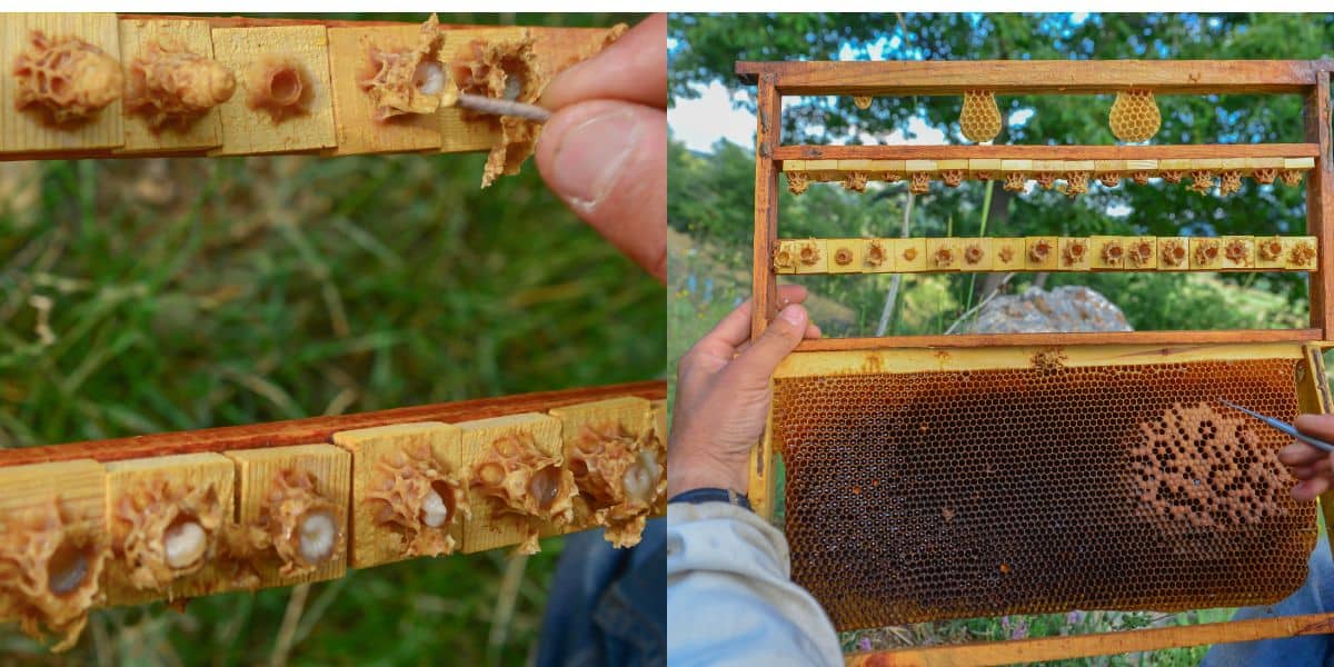 Examples of special frames used to collect royal jelly from a hive.