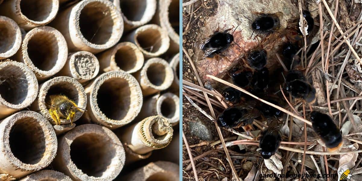 Mason bee covered with pollen in nesting tube, group of mason bees near nest in ground.