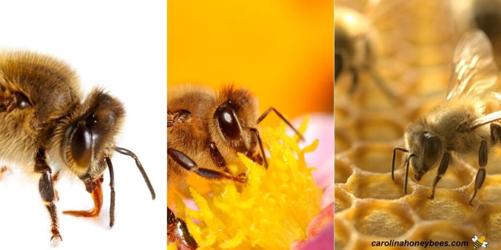 Bee Antennae The Sensory Language of Bees Carolina Honeybees