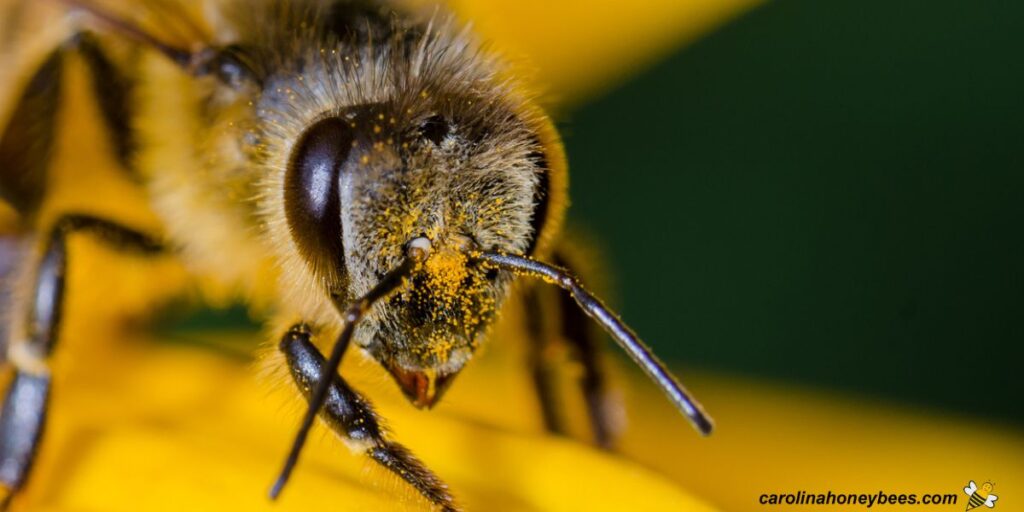 Bee Antennae The Sensory Language of Bees Carolina Honeybees