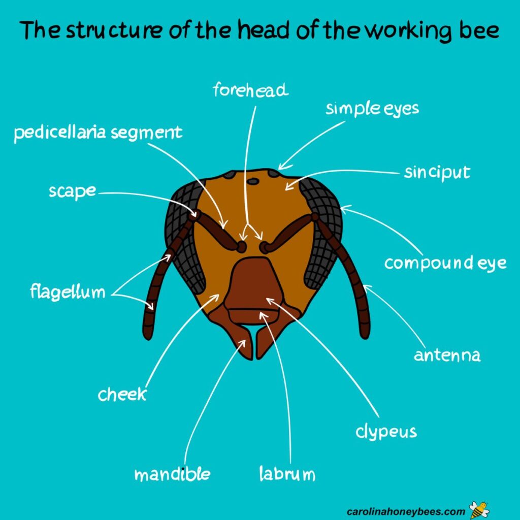 Bee Antennae The Sensory Language of Bees Carolina Honeybees