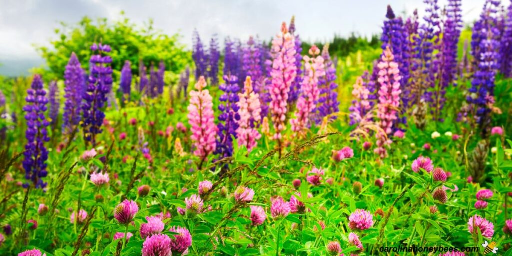 Top Must Have Wildflowers for Bees Carolina Honeybees