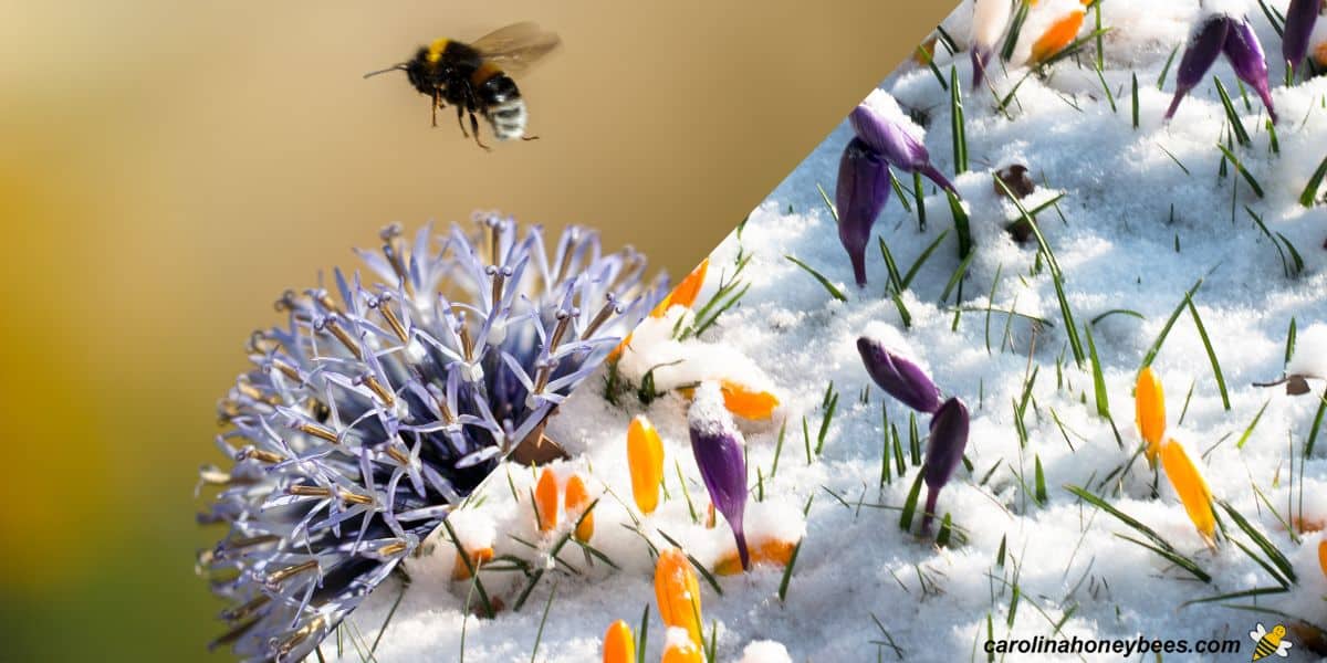 Vegetation helps wild honeybees survive the winter •