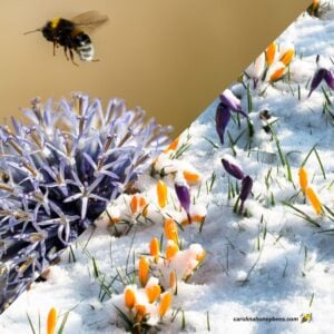 Bee flying over flowers soon to die when Winter comes and crocus flowers in snow.
