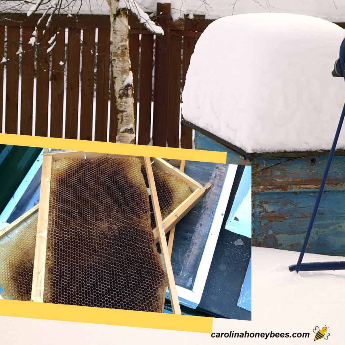 Commonplace Causes Beehives Die in Wintry weather