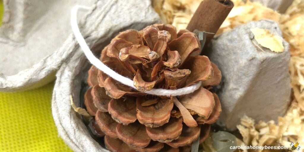 Dry pine cone with cotton wick to make diy firestarter.