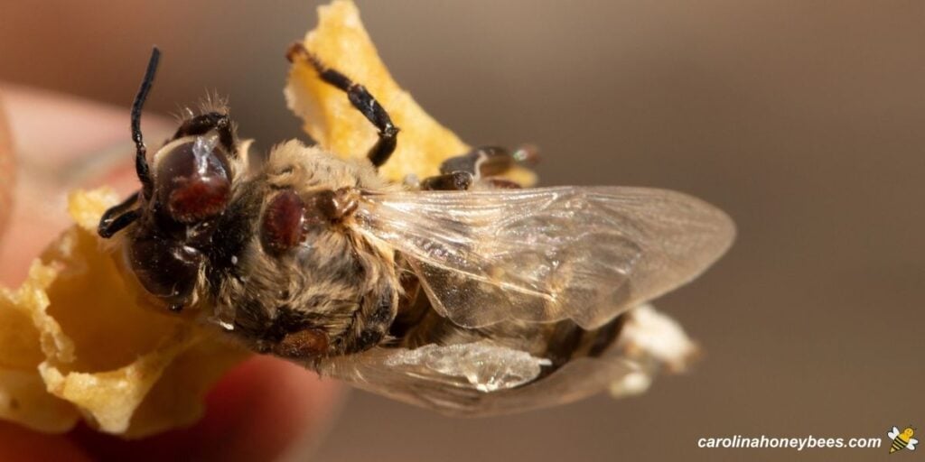 Adult varroa mites on bee found during mite test.