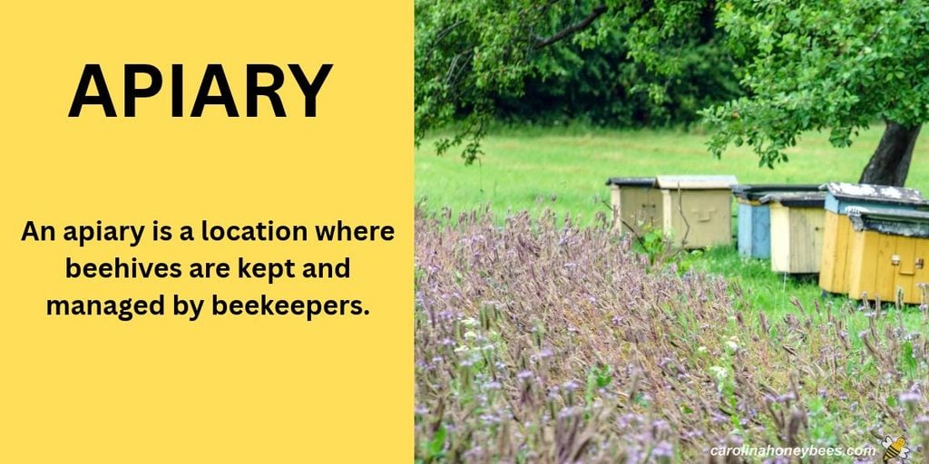 Small bee apiary in field, text apiary an apiary is a location where beehives are kept and managed by beekeepers.