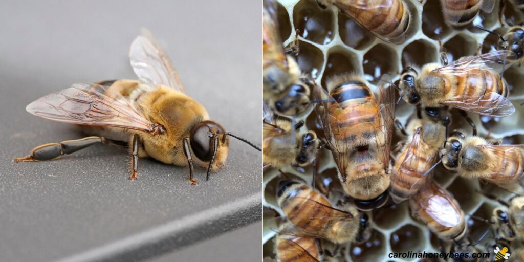Honey Bee Pheromones: Vital Chemical Messengers- Carolina Honeybees