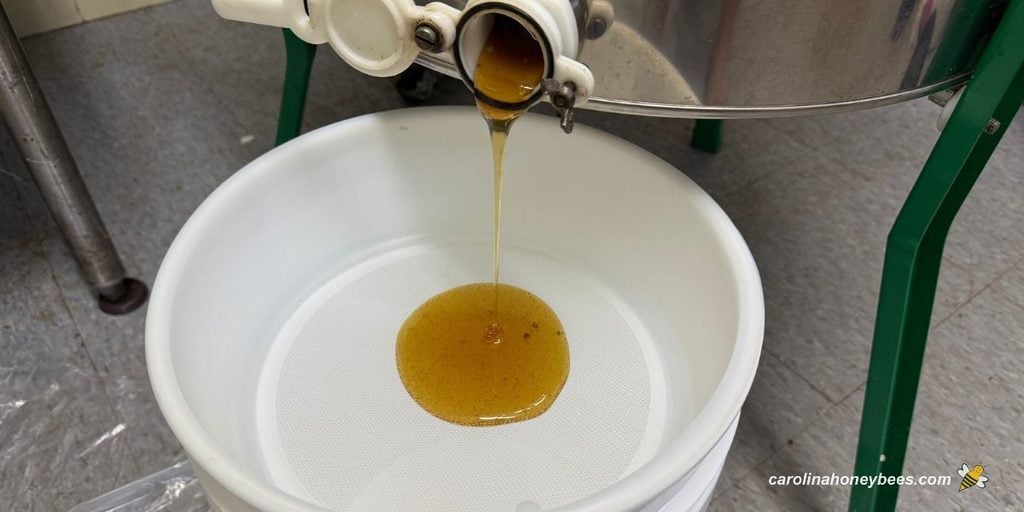 Extracted honey pouring into a bucket stainer to remove large particles.