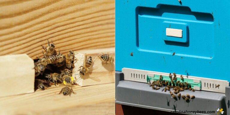 A Guide to Entrance Reducers for Langstroth Beehives- Carolina Honeybees