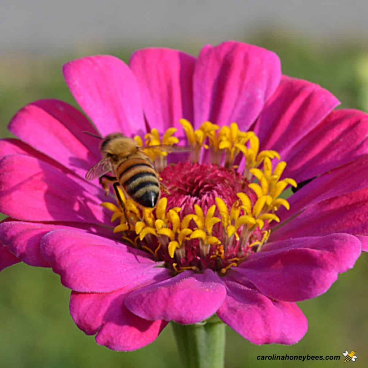 Why Bees are Essential to You