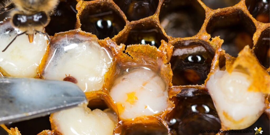 How to Check (or Test) for Varroa Mites - Carolina Honeybees