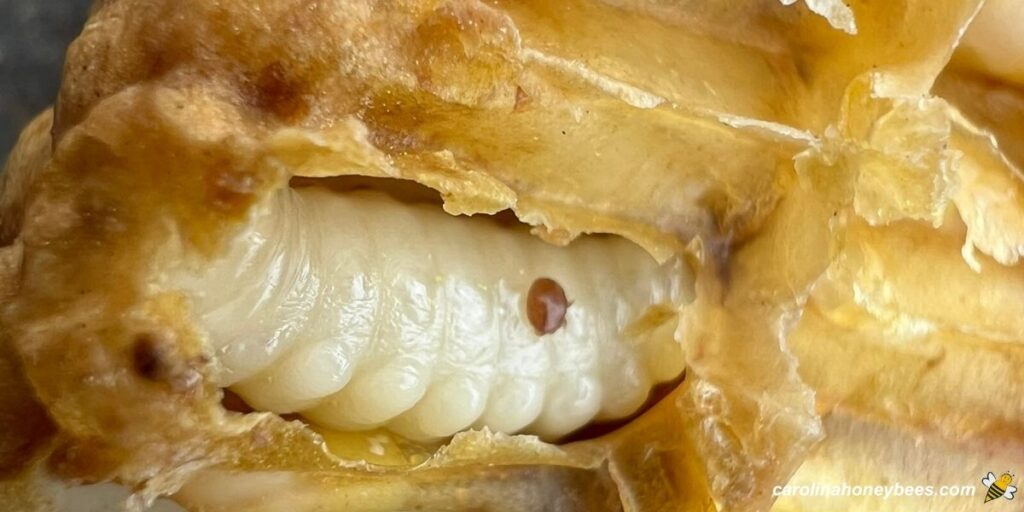 Adult varroa inside drone brood cell.