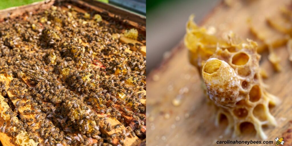 What is Burr Comb? Strategies for Prevention & Removal Carolina Honeybees