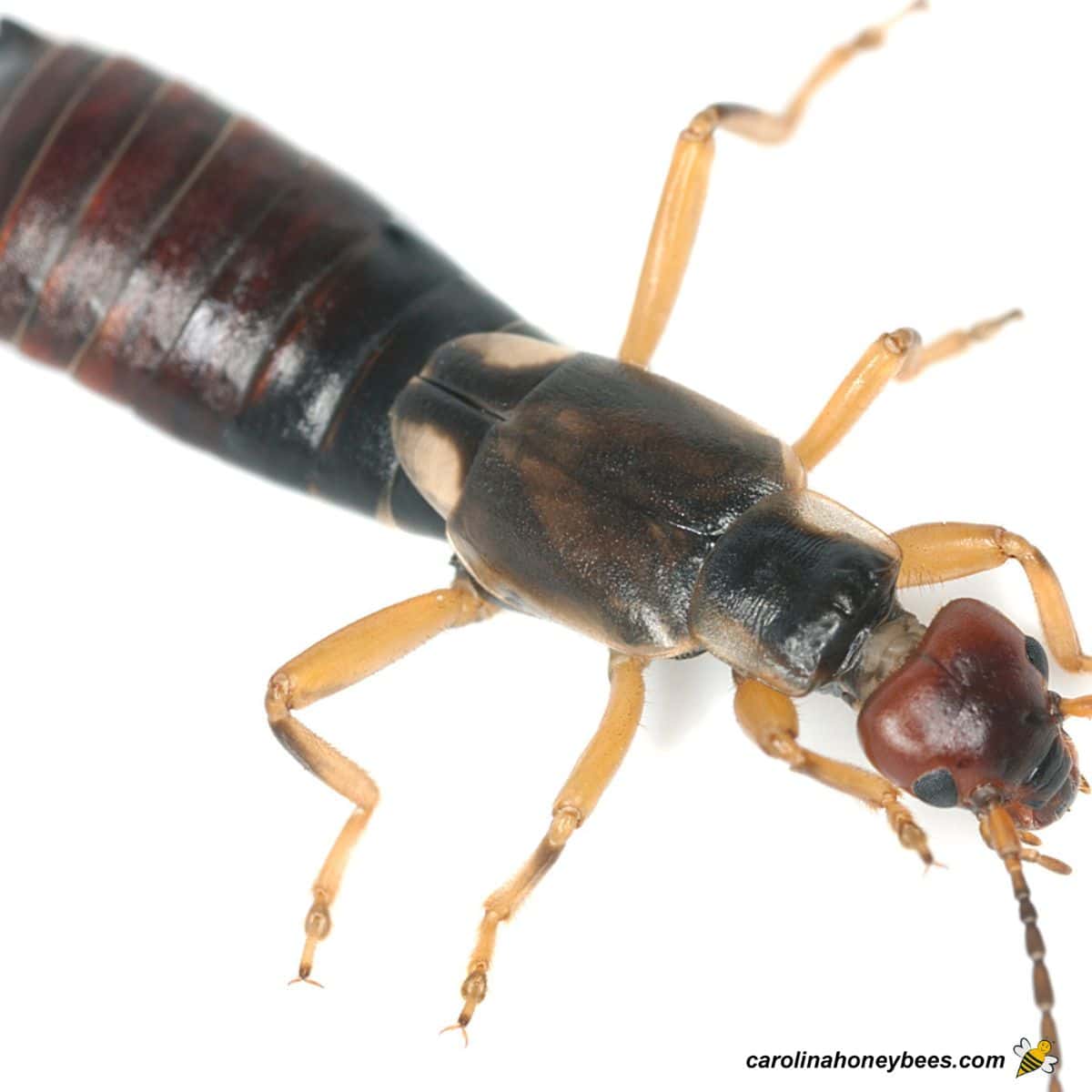 Earwigs- Are They a Drawback in Your Hive?- Carolina Honeybees