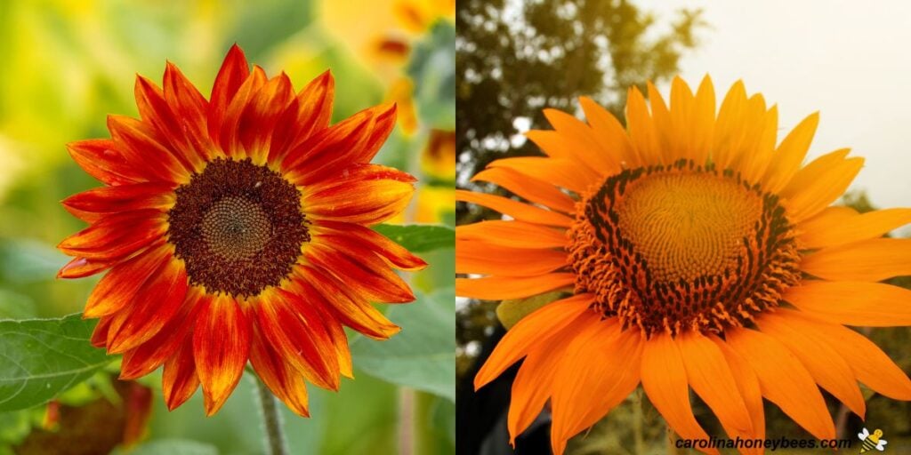 Best Sunflowers for Honey Bees Carolina Honeybees