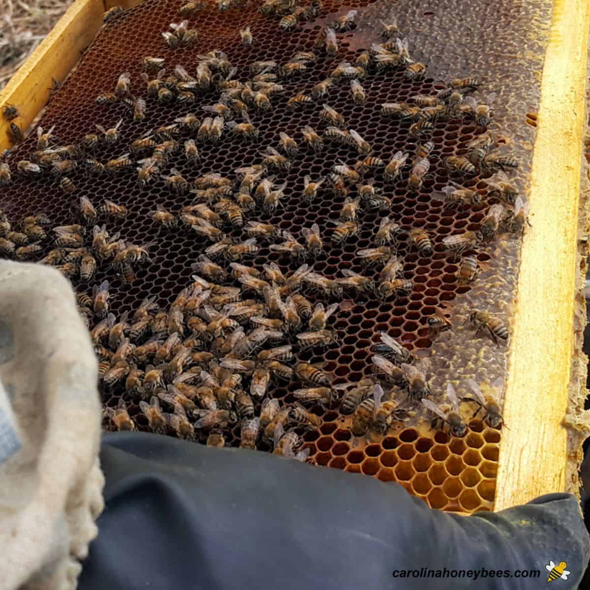 First Hive Inspection After Putting in Bees- Carolina Honeybees