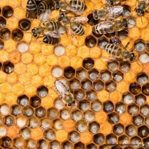 Honeycomb cells with developing bee brood and bees.