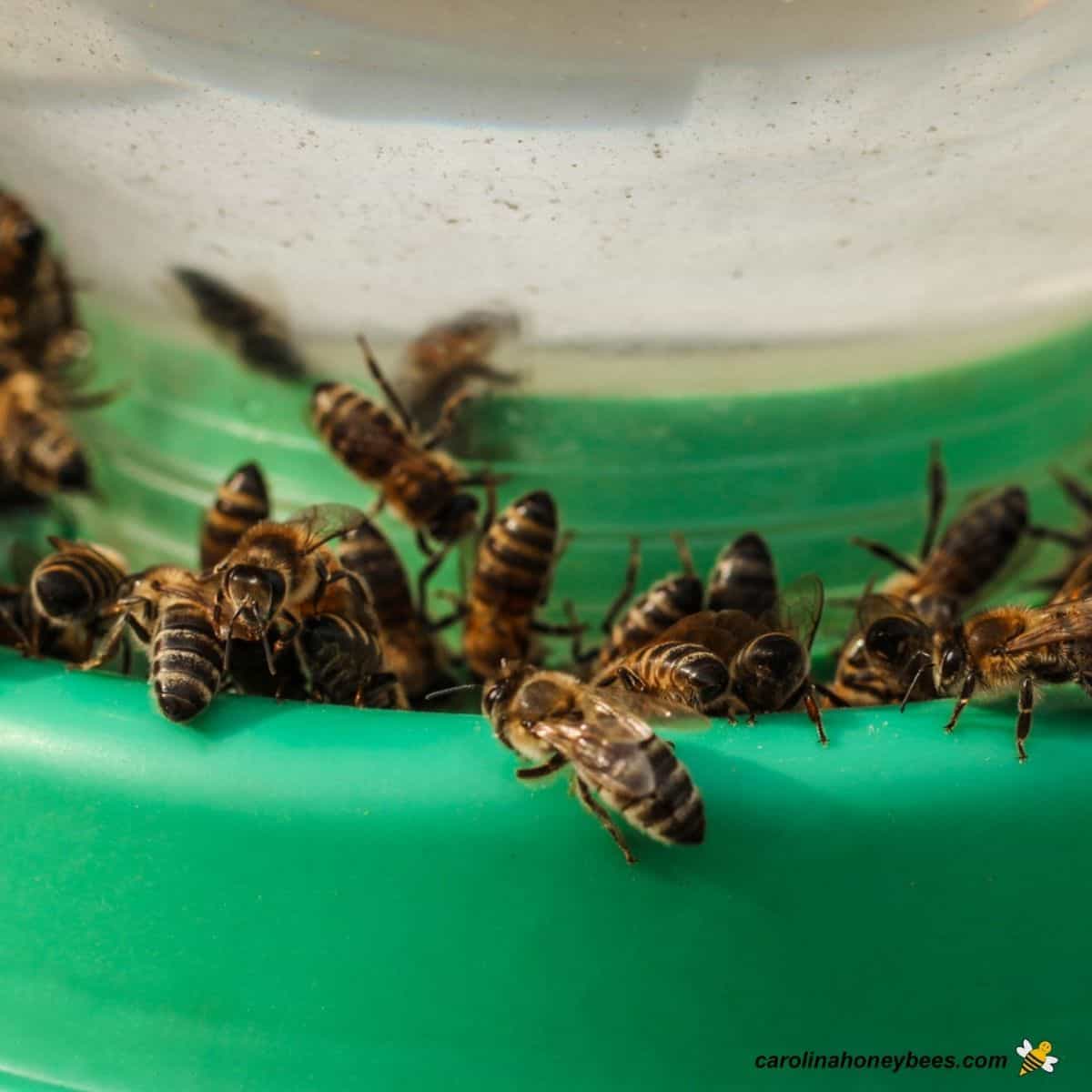 Bee Feeder Comparison Which Feeder is Best for Your Bees? Carolina