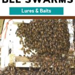 How one can Draw in a Swarm of Bees to a Hive- Carolina Honeybees