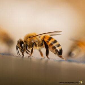 Worker honey bee with stinger exposed.