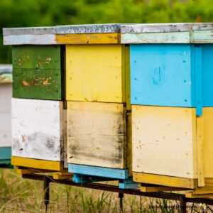 Bee hives placed in best location in apiary.