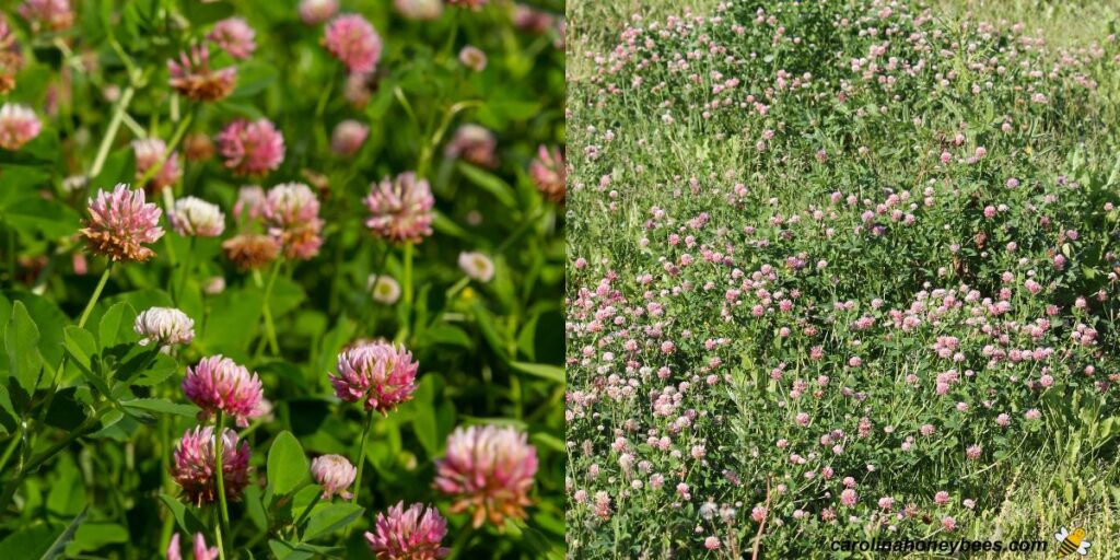 Which Clover is Best for Bees? Carolina Honeybees