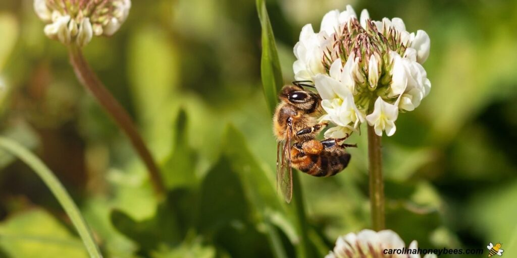 Which Clover is Best for Bees? Carolina Honeybees