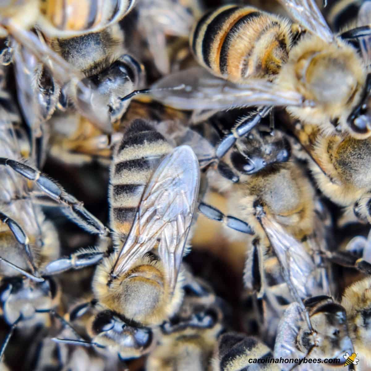 Balling the Queen Bee: How and Why