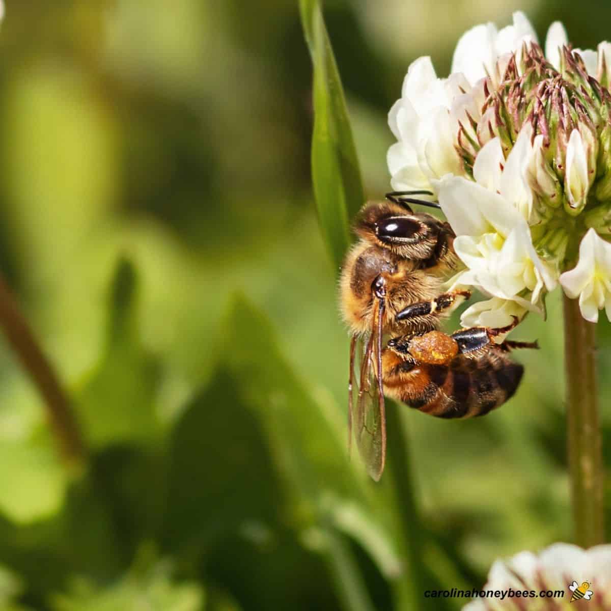 Which Clover is Best for Bees? Carolina Honeybees