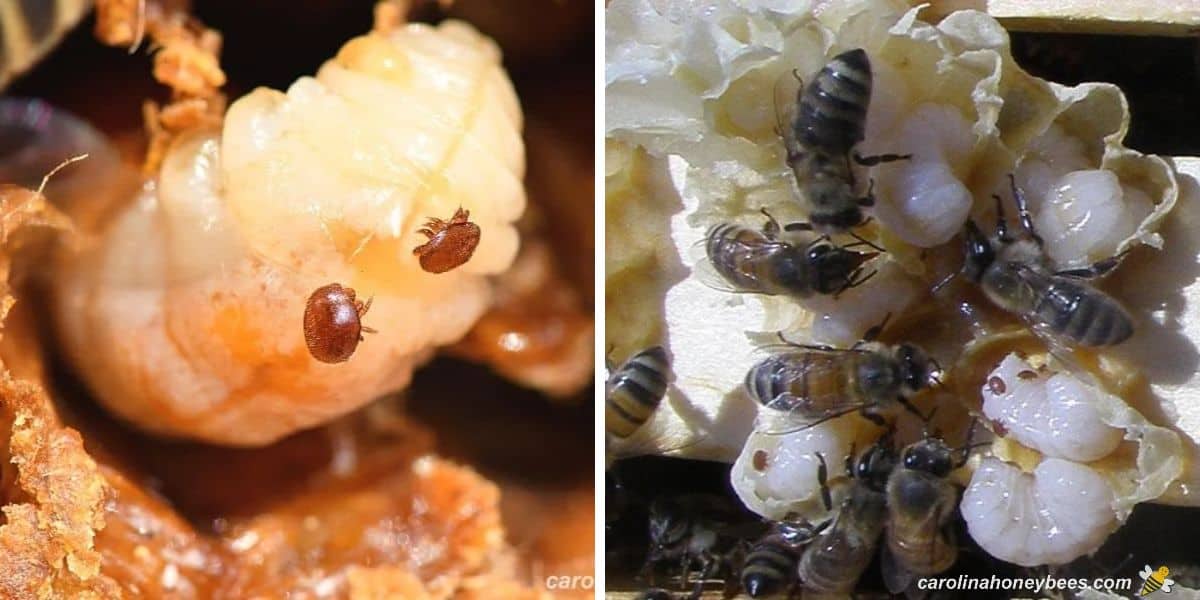 Varroa mites on drone brood iin hive.