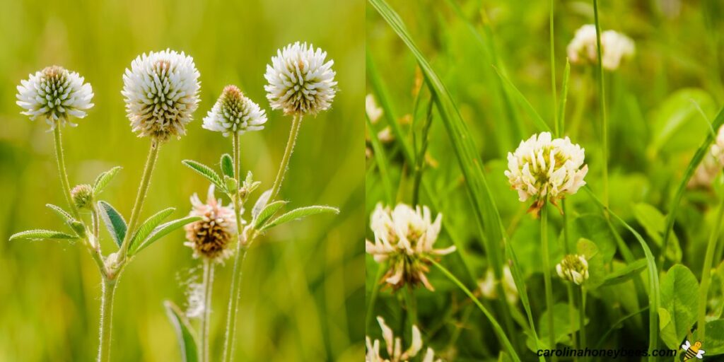 Which Clover is Best for Bees? Carolina Honeybees