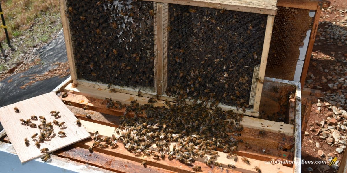 Package of bees being installed in a hive.