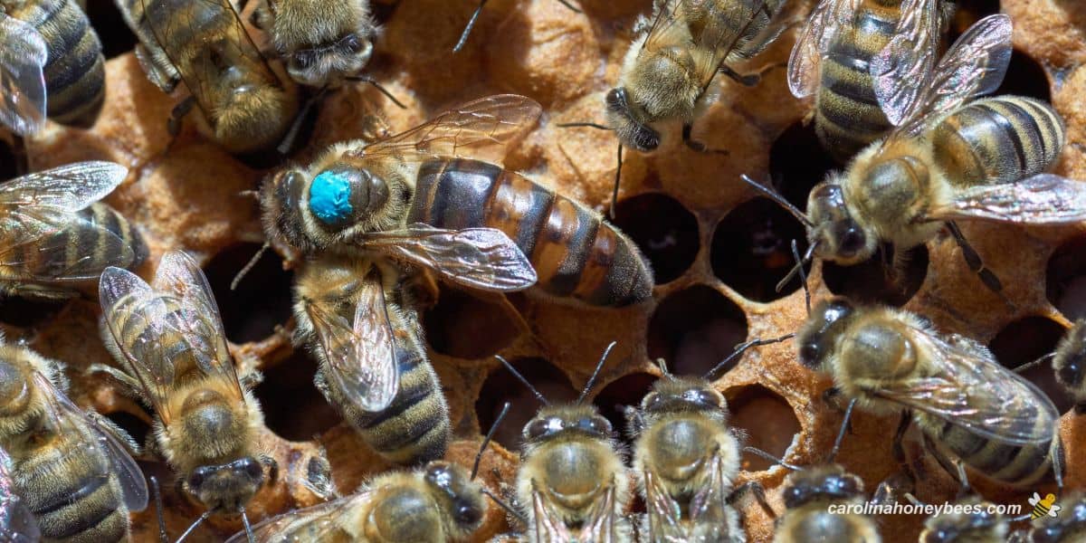 Marked queen bee laying eggs for colony buildup and honey production.