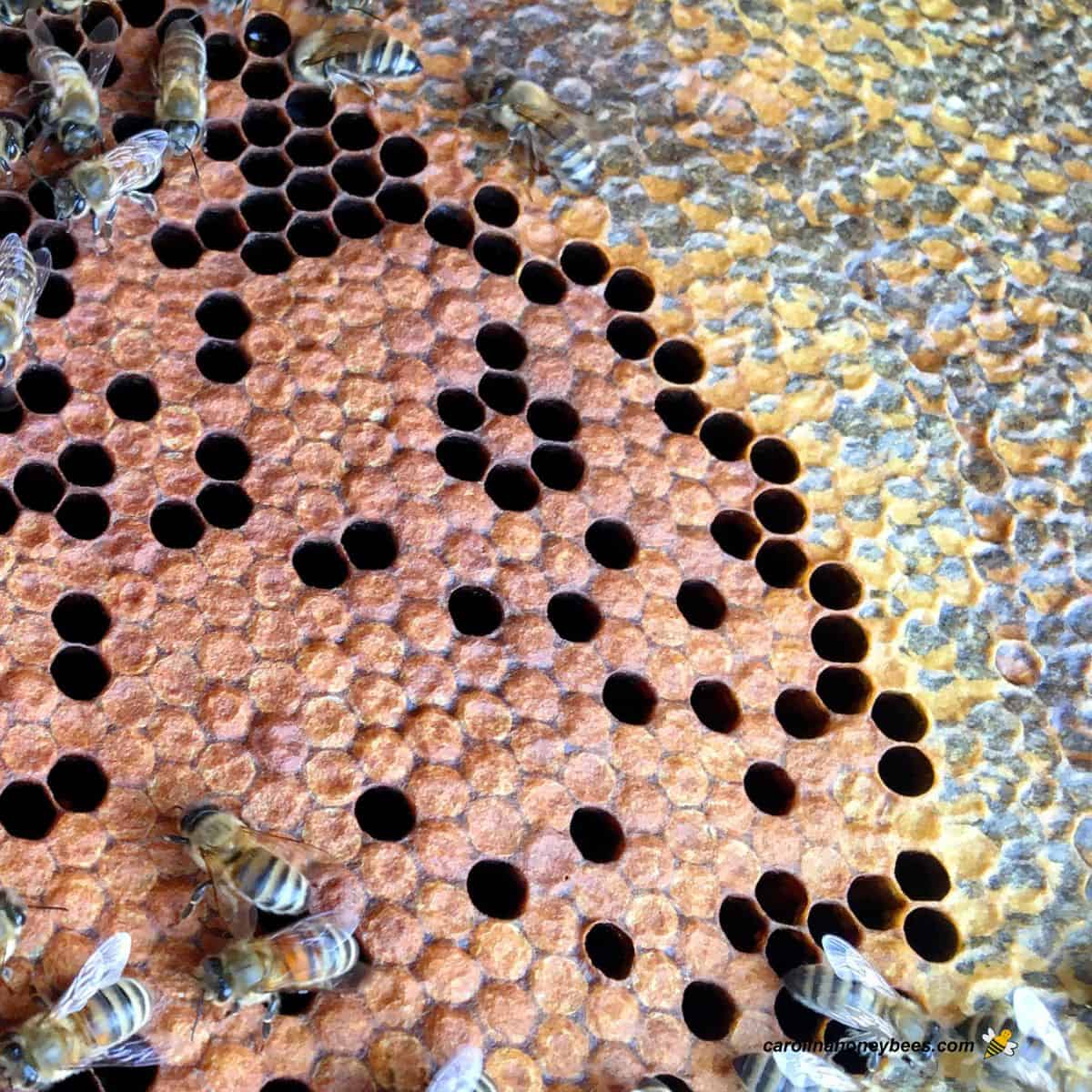 What’s Backfilling the Brood Nest?