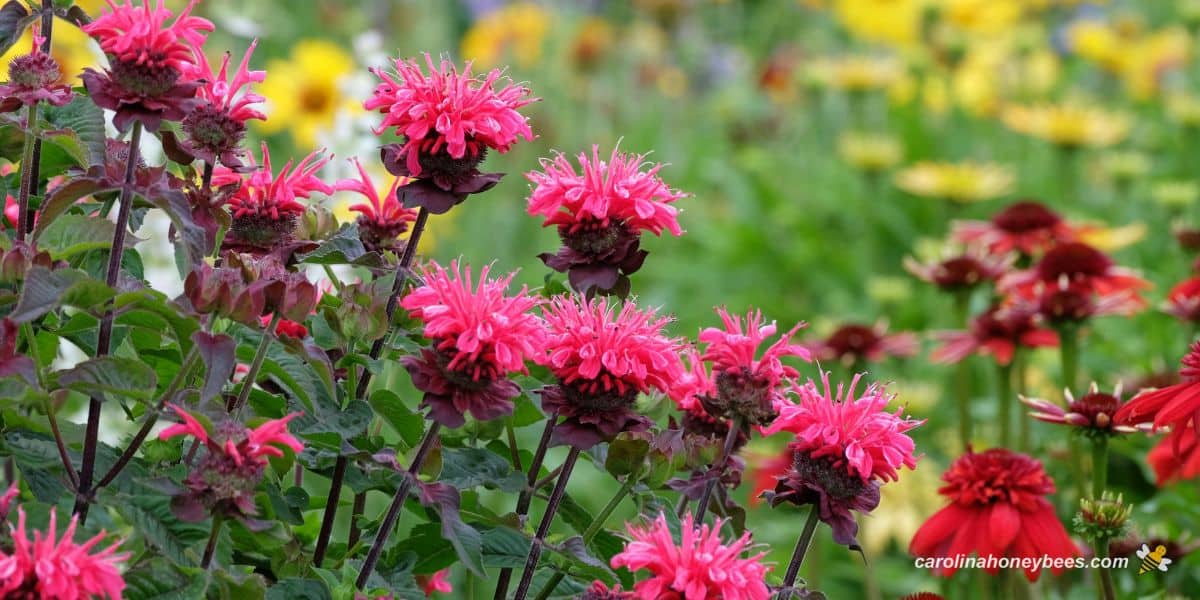 Bee balm plant in bloom.
