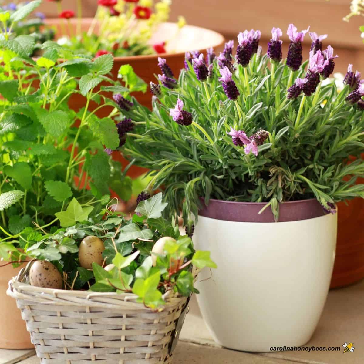 Bee Pleasant Crops for Pots- Carolina Honeybees