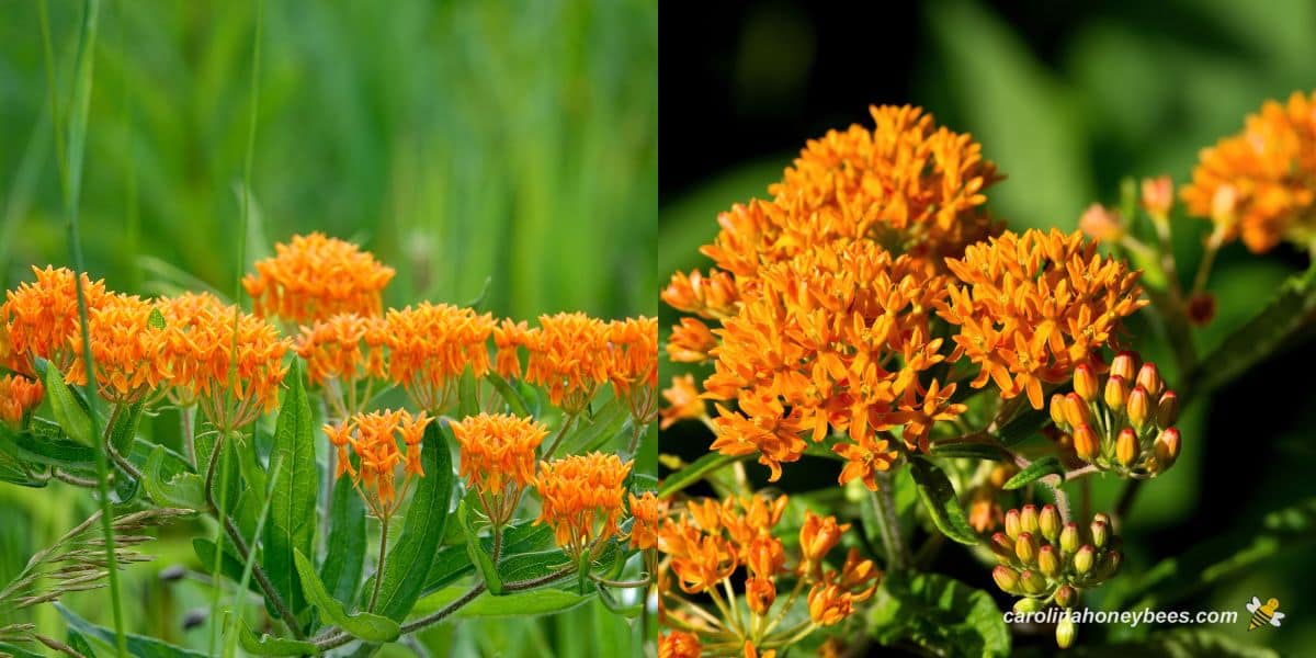 Golden butterfly weed plant in bloom in pollinator gardens.
