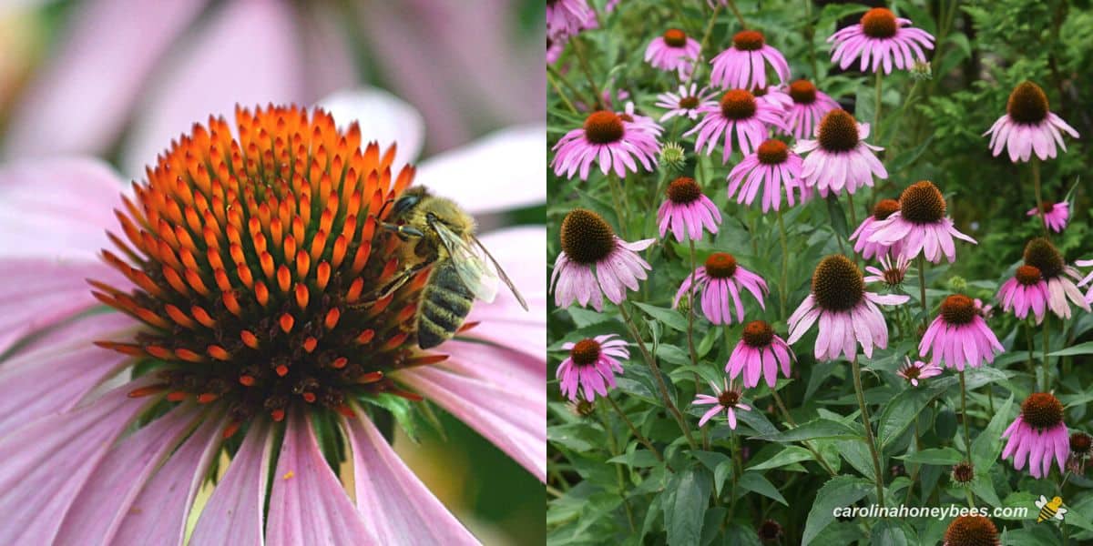 Purple conflower with honey bee and coneflowers in bloom.