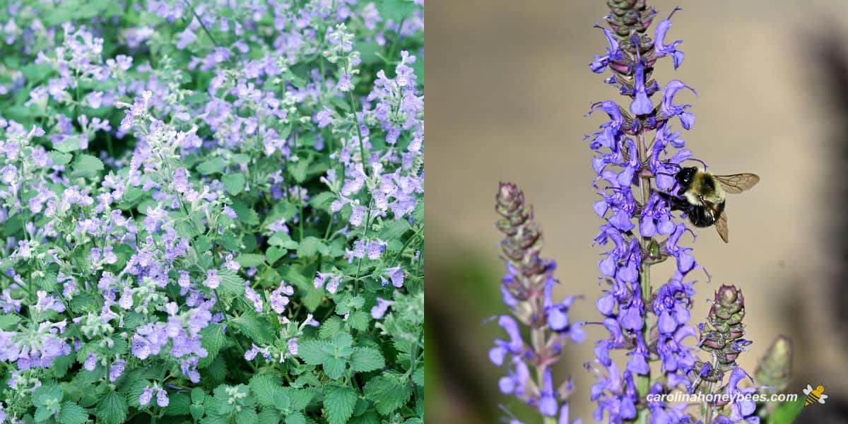 Blooming catmint plant and purple salvia with bumble bee.